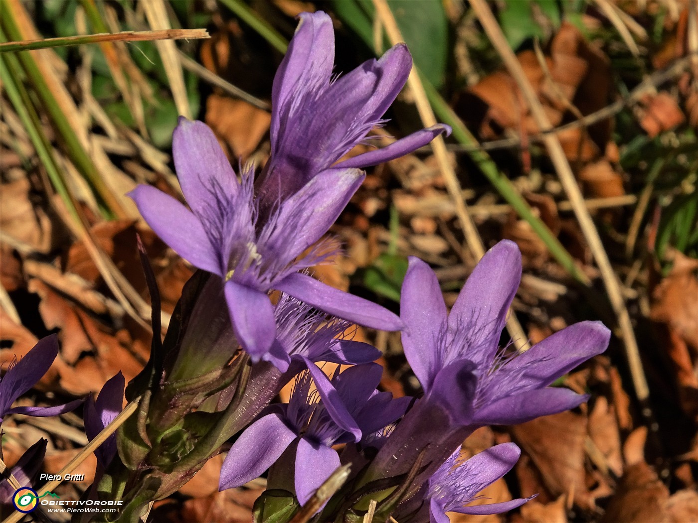 15  Gentiana anisodonta .JPG